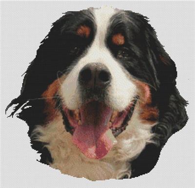 (image for) Bernese Mountain Dog